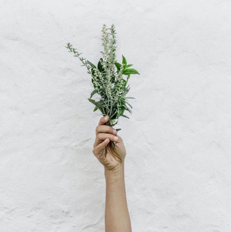 A hand holds up a sprig of greenery against a white background
